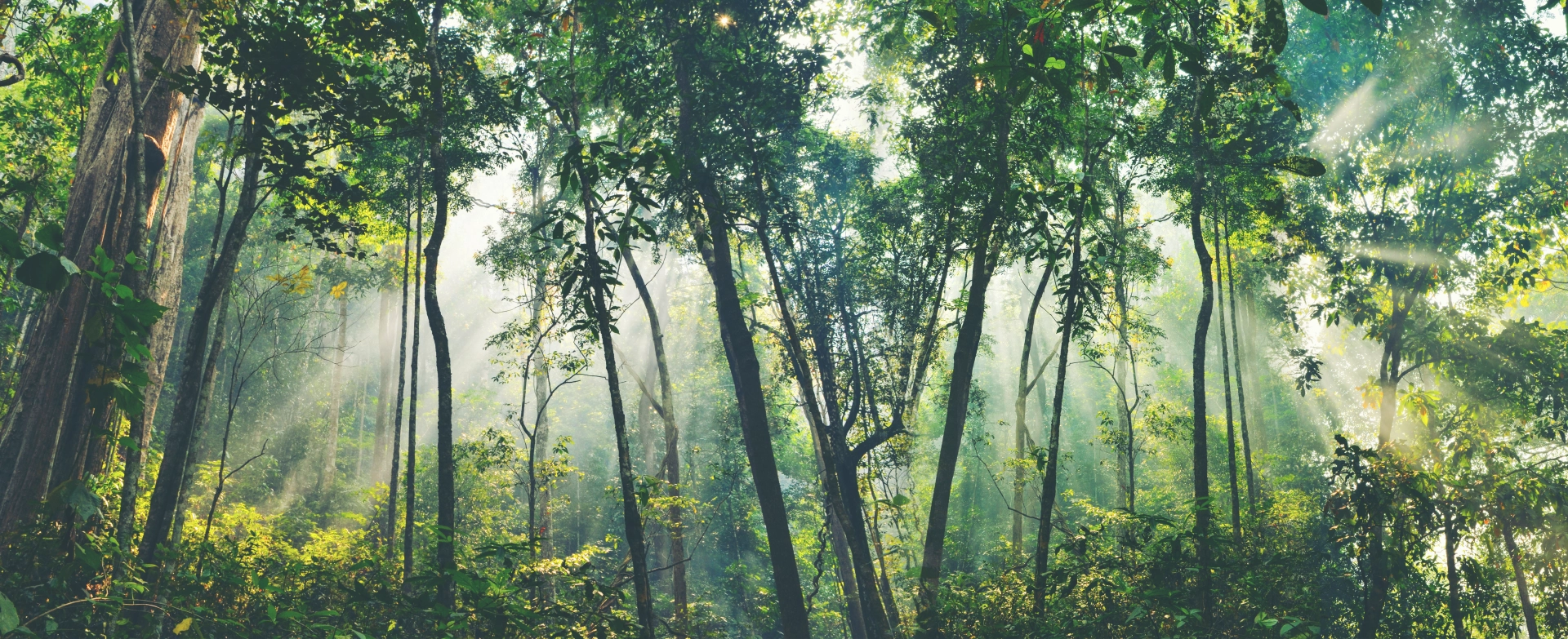 Directamente desde el Amazonas a tu casa 